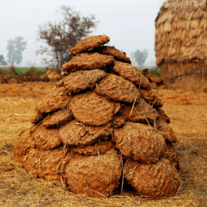 Cow Dung